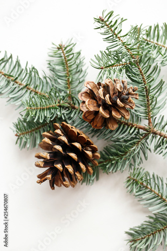 Two brown cones on the background of a spruce branch. white background