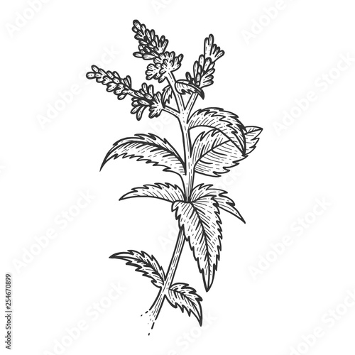 Mint spearmint plant sketch engraving vector illustration. Scratch board style imitation. Black and white hand drawn image.