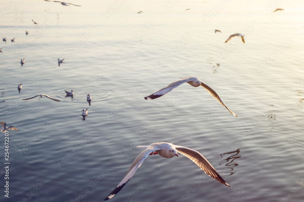 Fototapeta premium Flocks of seagulls float in the sea.
