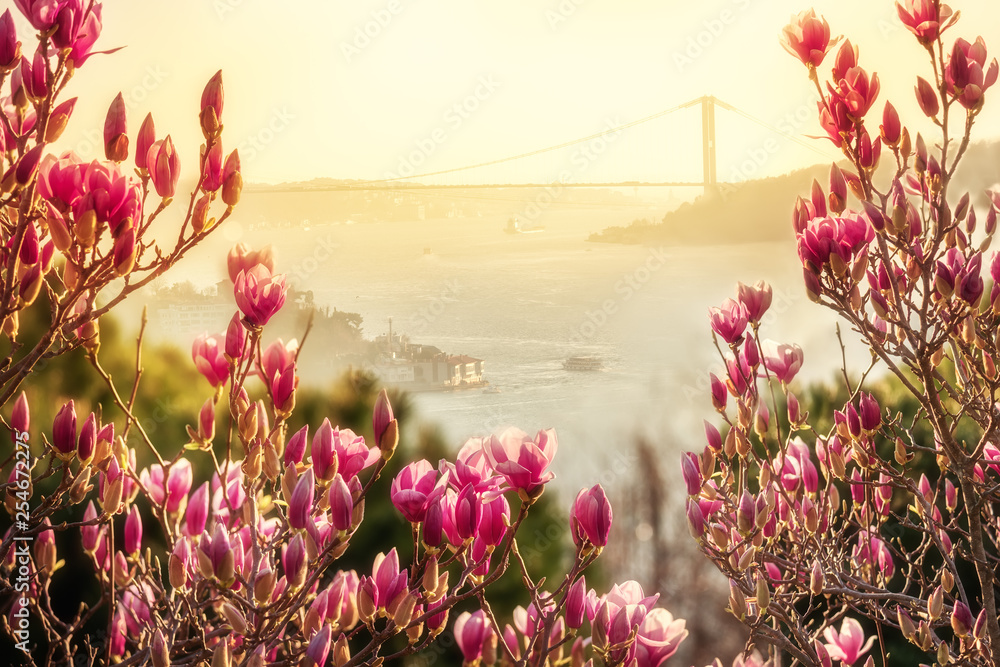 The view in the spring from the slopes with blooming magnolia on the Bosphorus. Blooming magnolia on the shores of the Bosphorus. Istanbul. - obrazy, fototapety, plakaty 