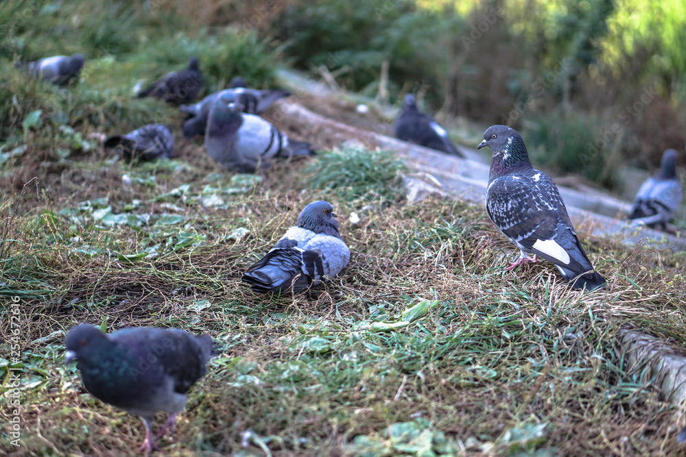 Fototapeta premium Flock of pigeons in nature in a city park eating fodder. Wild birds are walking. Stock photo