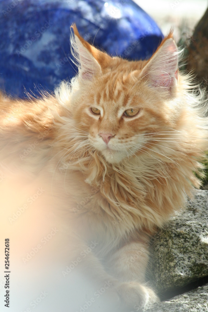 Obraz premium Maine Coon