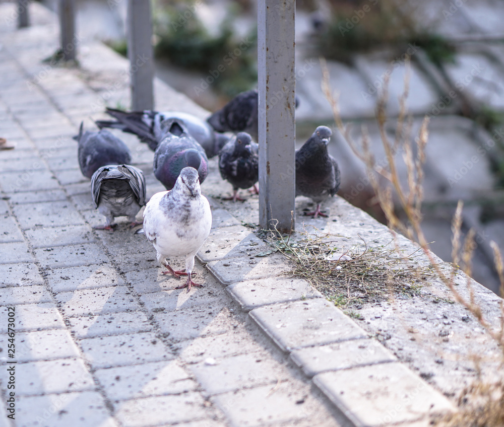 Fototapeta premium Flock of pigeons in nature in a city park eating fodder. Wild birds are walking. Stock photo