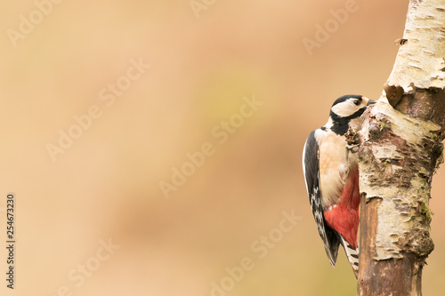 Great spotted woodpecker (Dendrocopos major) foraging and drilling for food, Scottish borders,  scotland, United Kingdom photo