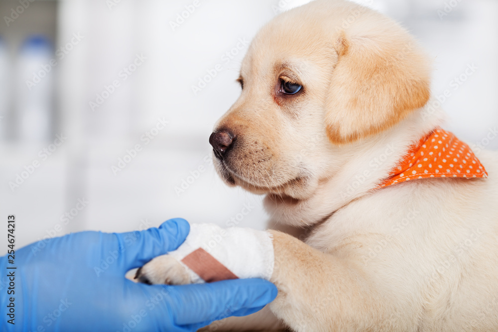 Cute labrador puppy resting its bandaged paw in veterinary doctor hand Cute labrador puppy resting its bandaged paw in veterinary doctor hand