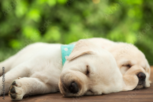 Cute labrador puppy dogs sleeping on wooden surface - close up © Ilike