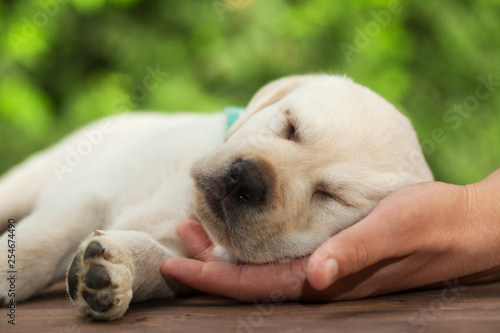 Young labrador puppy dog sleeping with her head resting in owner palm