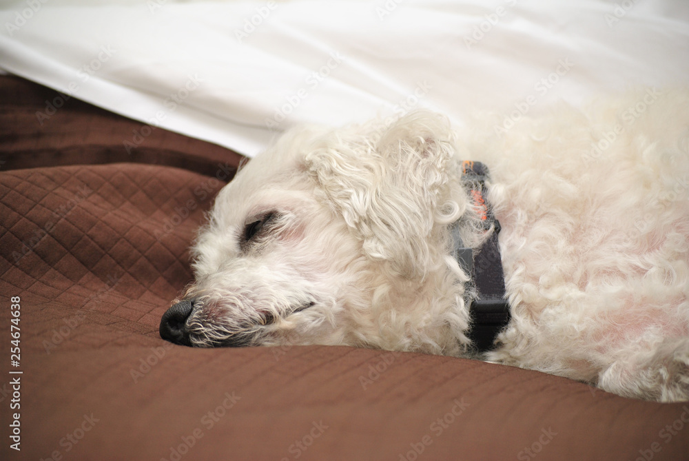 Adorable Bichon Frise Sleeping Peacefully Adorable Bichon Frise Sleeping Peacefully