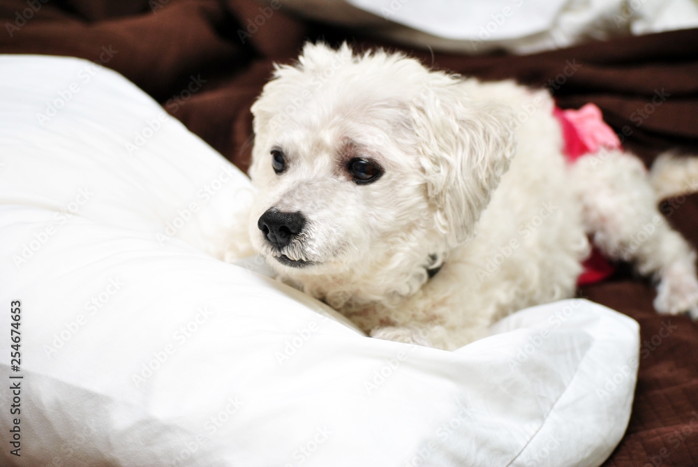 Bichon Frise Laying on a Fluffy Pillow Bichon Frise Laying on a Fluffy Pillow