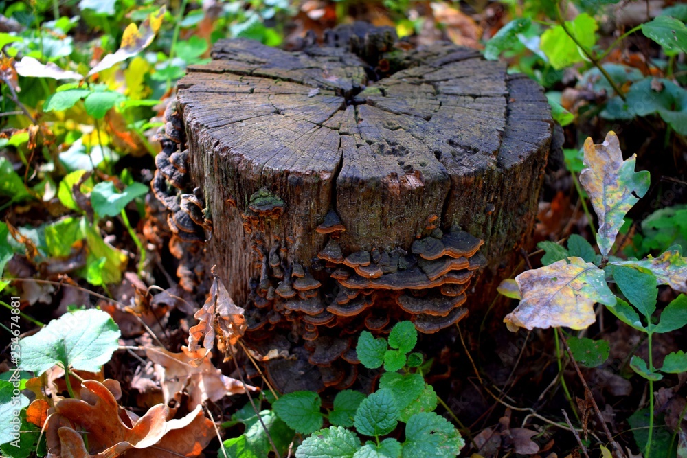 Polypores are a group of fungi that form fruiting bodies with pores or tubes on the underside Polypores are a group of fungi that form fruiting bodies with pores or tubes on the underside