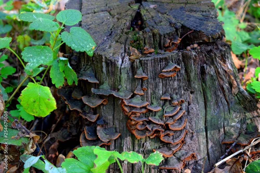 Polypores are a group of fungi that form fruiting bodies with pores or tubes on the underside Polypores are a group of fungi that form fruiting bodies with pores or tubes on the underside