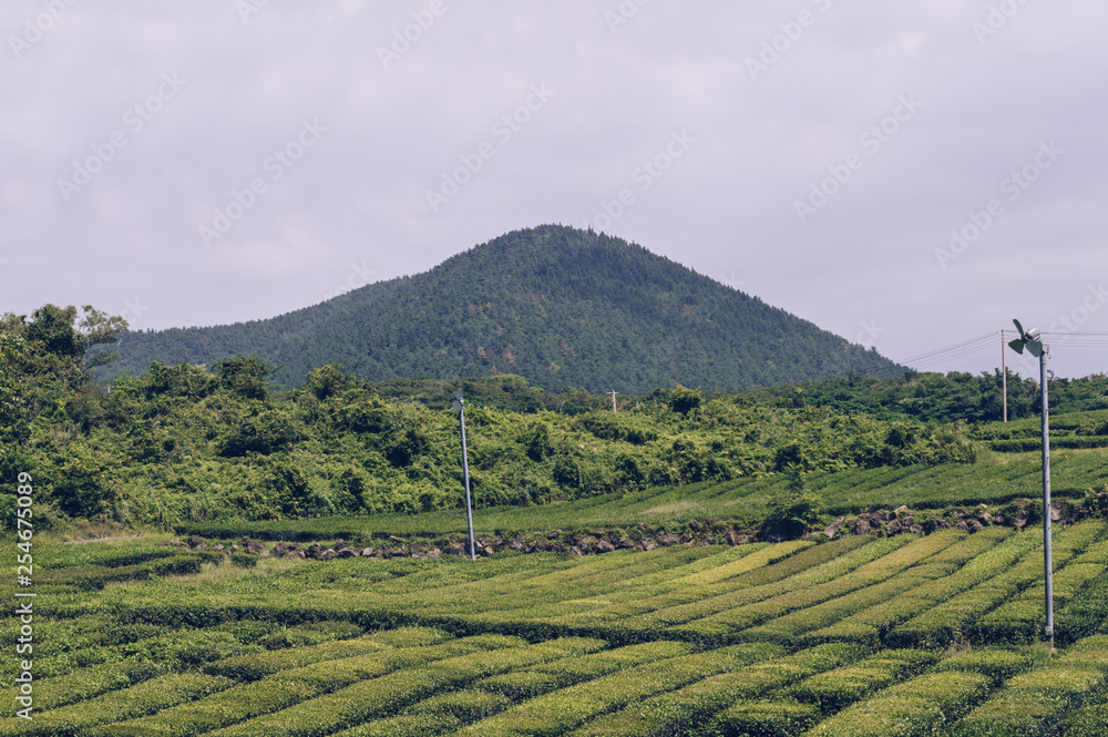 tea plantations on Jeju island