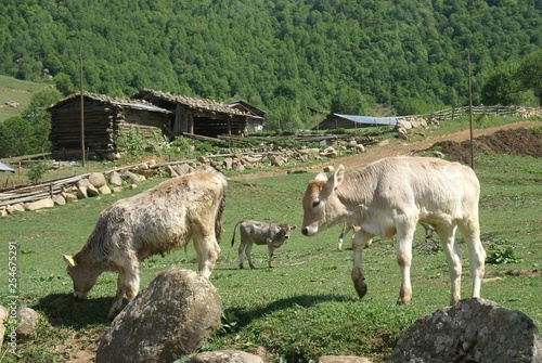 Scenic view of Ardanuc Highlands, Artvin Turkey photo