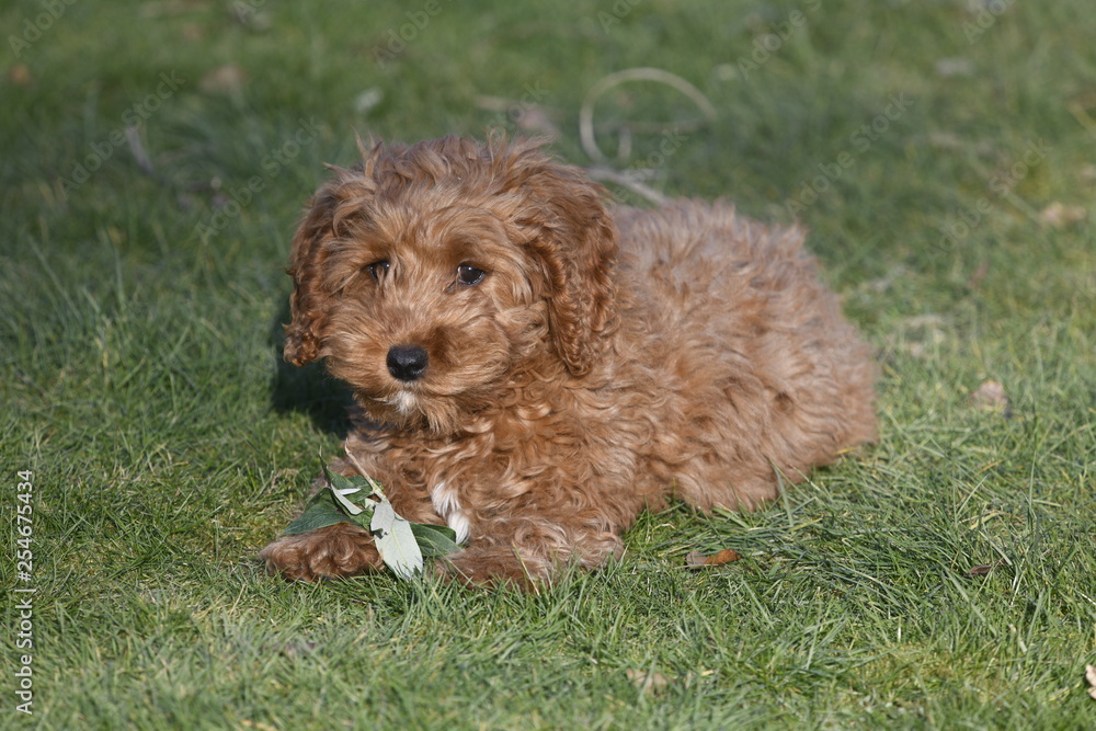 cockapoo chewing stick cockapoo chewing stick