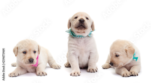 Cute labrador puppy dogs with colorful scarves isolated on white
