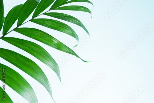 Minimal summer exotic tropical concept background with copy space. Creative layout made of colorful palm leaves with sunlight on pastel blue background.
