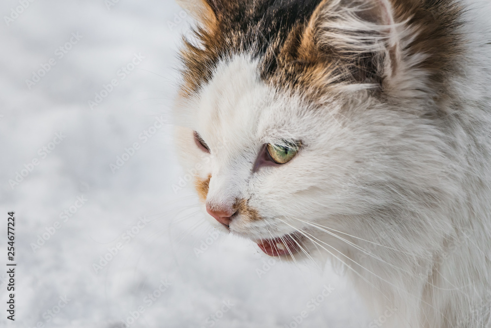A portrait of meowing fluffy white and red cat with green eyes and pink nose on a white and gray blurred snow background in winter A portrait of meowing fluffy white and red cat with green eyes and pink nose on a white and gray blurred snow background in winter