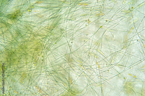 Filamentous algae are single algae cells that form long visible chains. photo