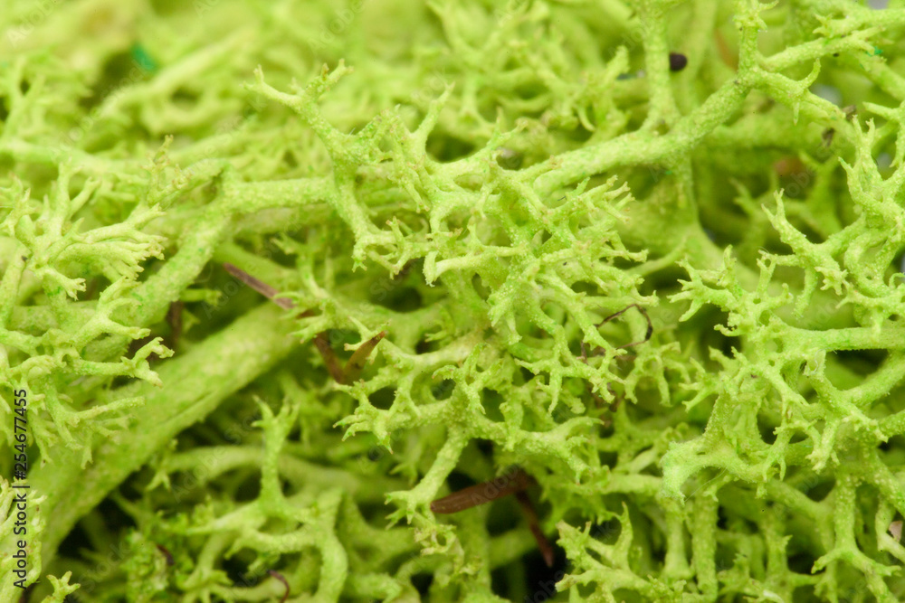 Moss green grunge texture. Mossy background. Green moss on grunge texture Moss green grunge texture. Mossy background. Green moss on grunge texture