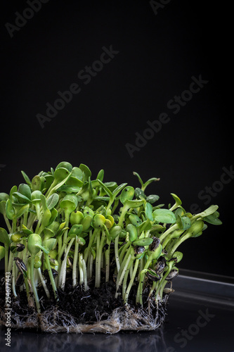 Sunflower micro greens  sprouts  on a dark background as a symbol of spring