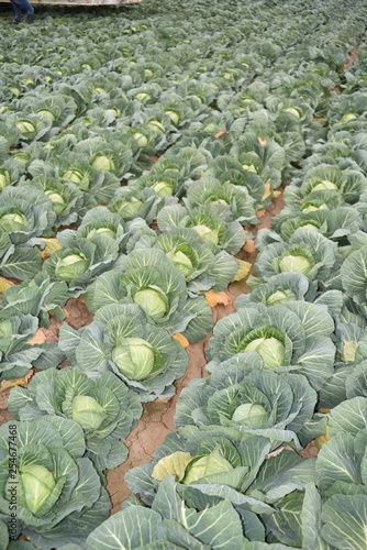 Tolleson, AZ., U.S.A. Mar. 7, 2019. Arizona green cabbage ready for harvesting photo