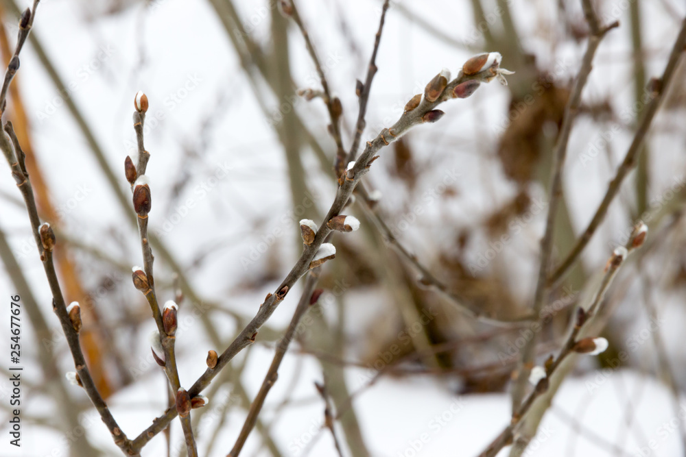 willow blossoms in March, palm Sunday