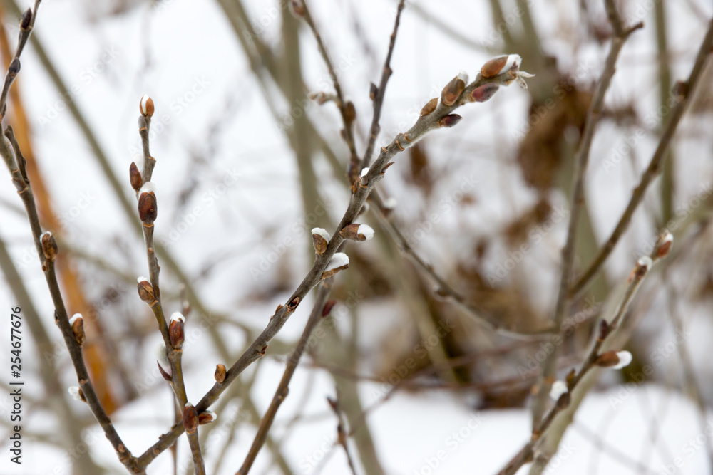 willow blossoms in March, palm Sunday willow blossoms in March, palm Sunday