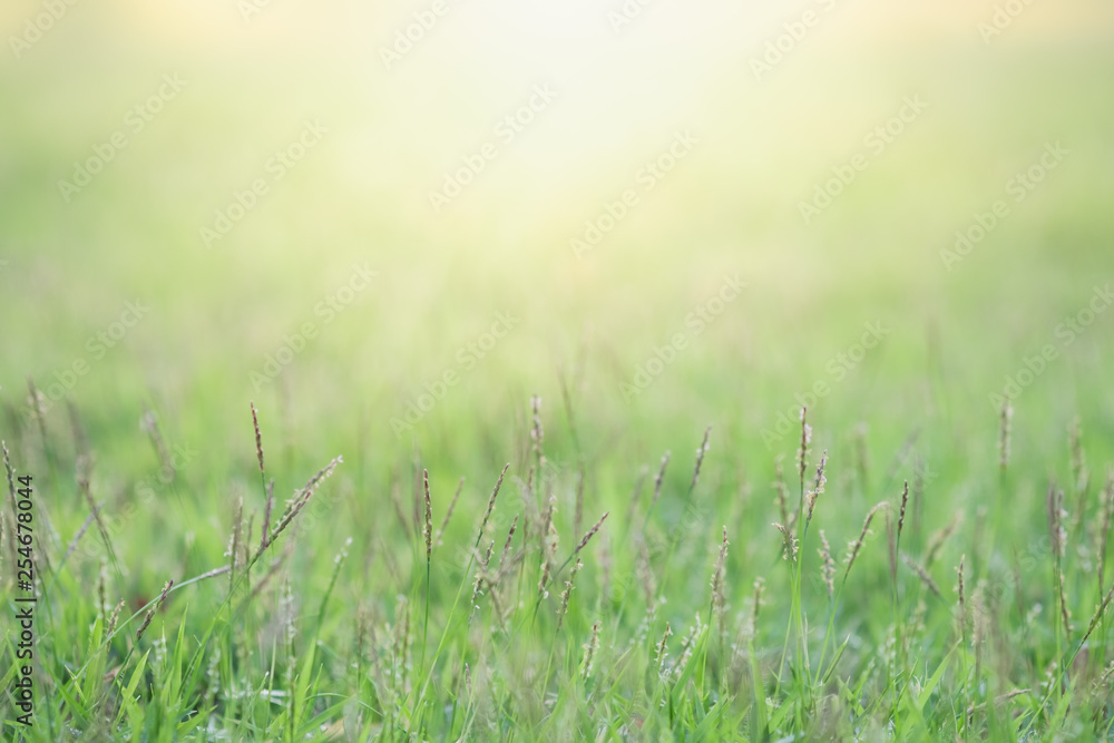 Close up beautiful view of nature green grass on blurred greenery tree background with sunlight in public garden park. It is landscape ecology and copy space for wallpaper and backdrop.