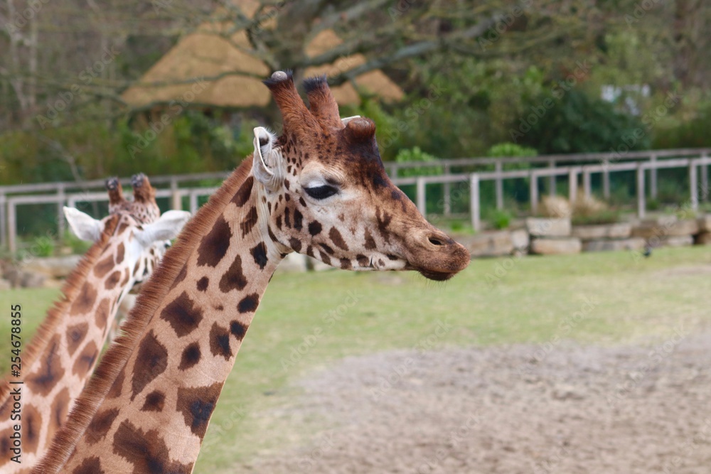 Giraffe Giraffe