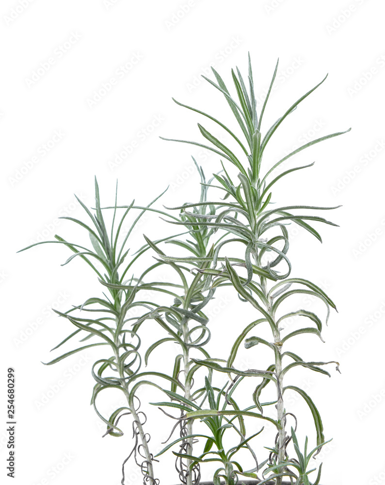 fresh rosemary isolated on white background fresh rosemary isolated on white background