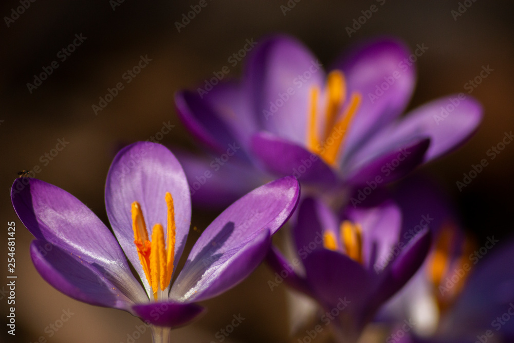 Obraz premium Crocus in bloom
