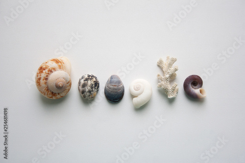 Seashells know all the answers
