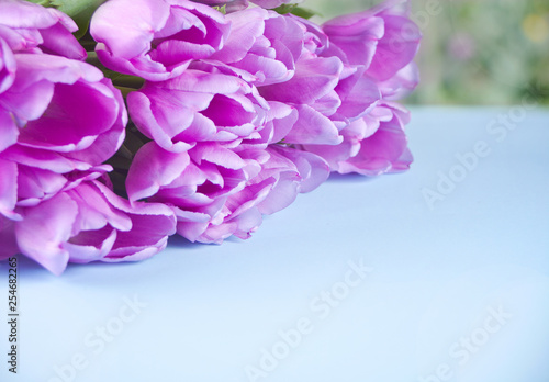 Violet tulips on the blue table. Copy space.