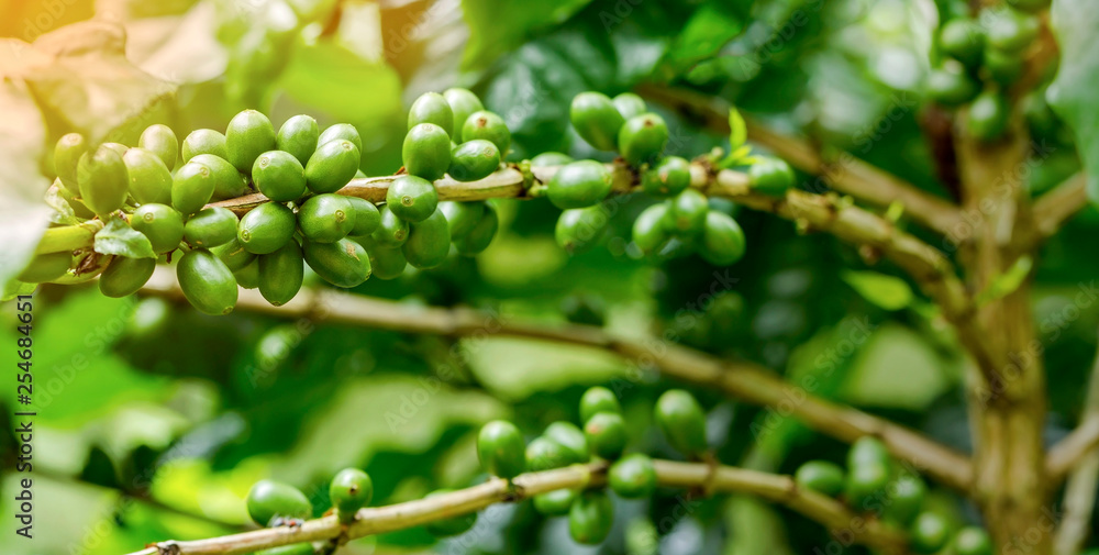 Group of green Arabica coffee berries growing on coffee tree branch