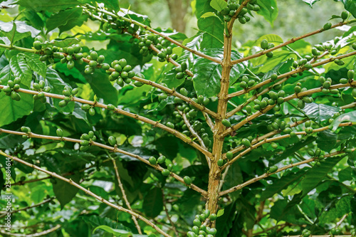 Group of green Arabica coffee berries growing on coffee tree branch