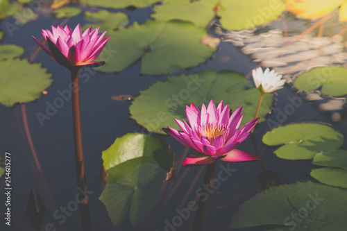 Beautiful purple lotus flower in blooming.Flowers in thailand
