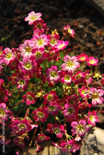 Moos-Steinbrech (Saxifraga x arendsii) - Bodendecker