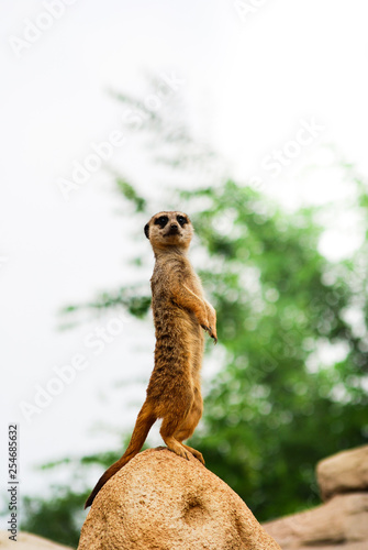 Фотография Single meerkat watchful and erected on a stone