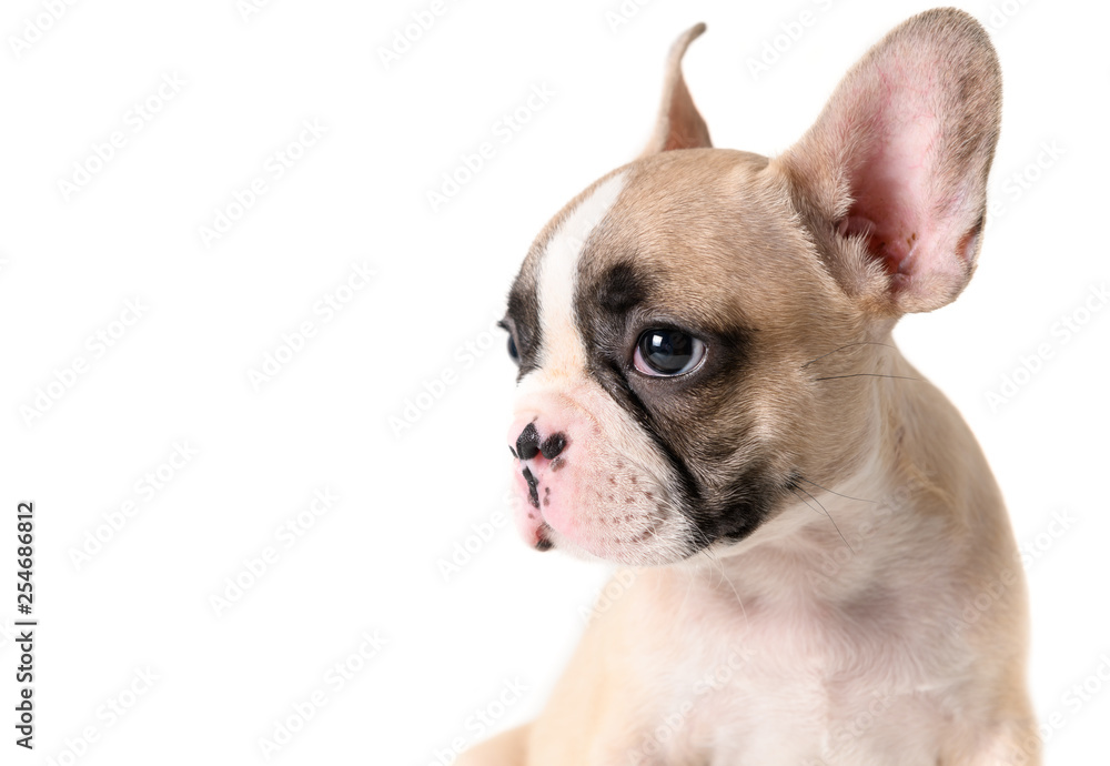 Side view of cute french bulldog puppy