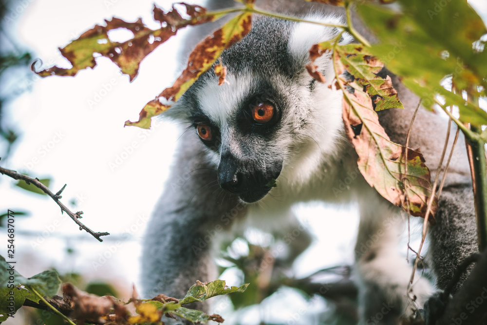 Obraz premium Lemur close up in the bushes