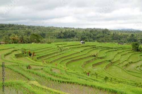 Jatiluwih rice terrace in Ubud, Bali