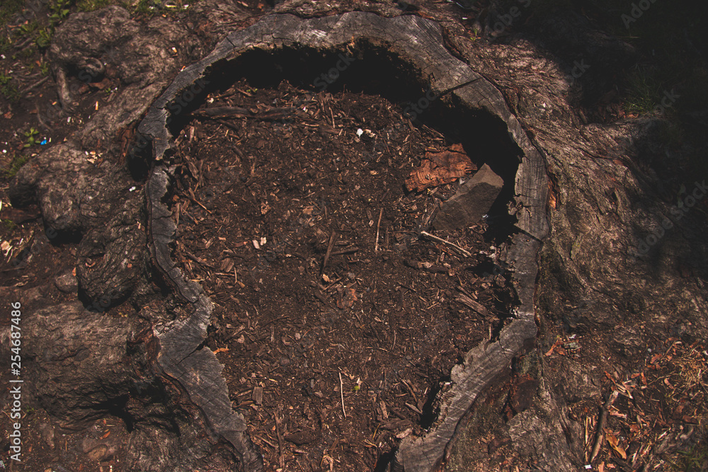 Fototapeta premium soil in the wood