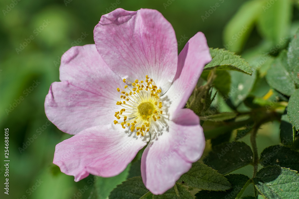 Makroaufnahme rosa Blüte einer wilden Buschrose Makroaufnahme rosa Blüte einer wilden Buschrose