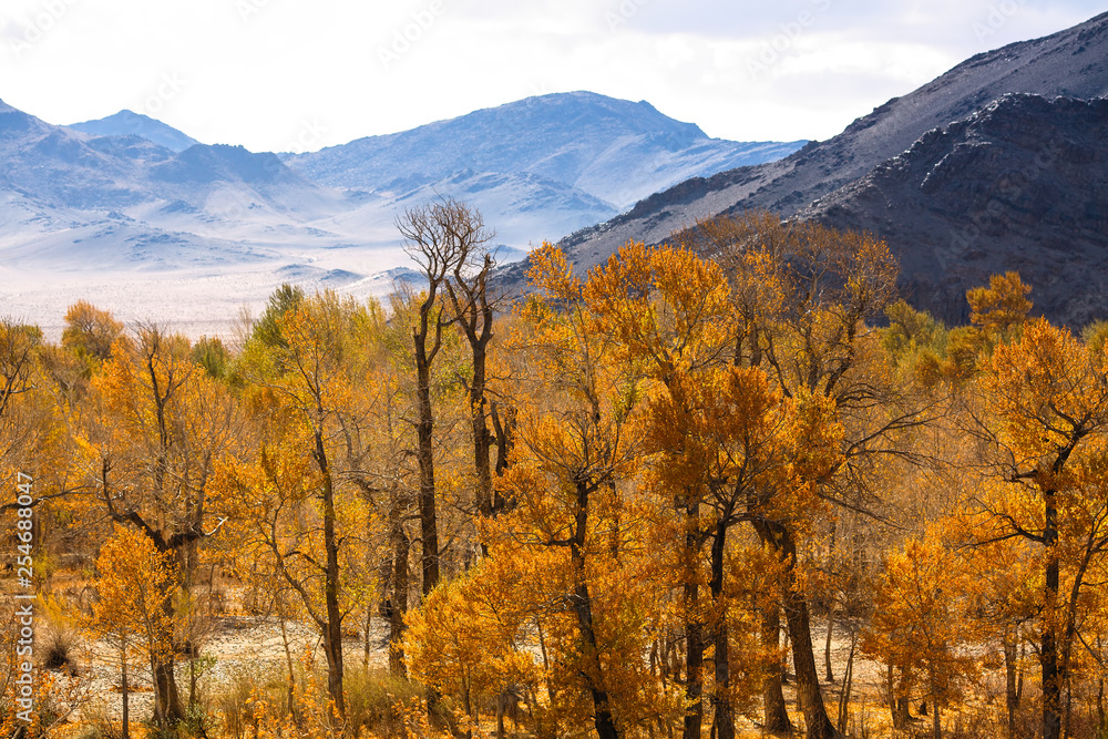 Landscape of the Mongolian foothills in autumn. Landscape of the Mongolian foothills in autumn.