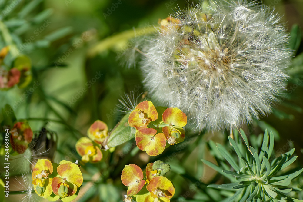 Stillleben verschiedener Blumen und einer Pusteblume