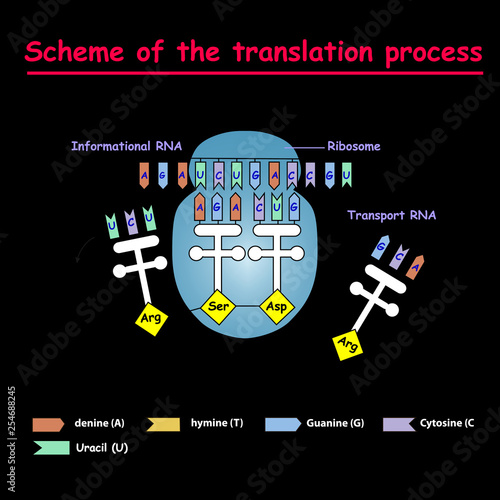 Scheme of the translation process. syntesis of mRNA from DNA in the nucleus. The mRNA decoding ribosome by binding of complementary tRNA anticodon sequences to mRNA codons.	 photo