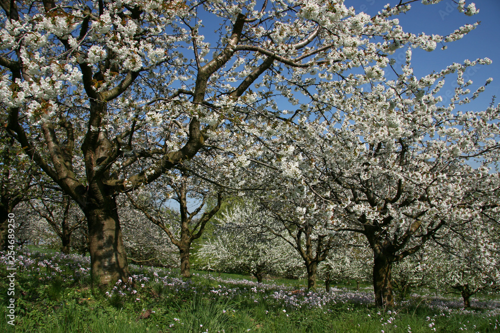 Kirschblüte im Albvorland bei Weilheim/Teck Kirschblüte im Albvorland bei Weilheim/Teck