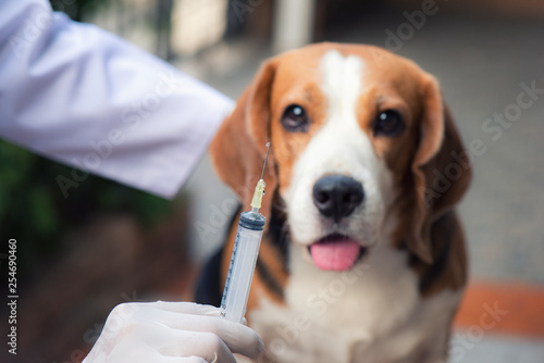 The beagle dog is standing beside the vet standing holding a syring