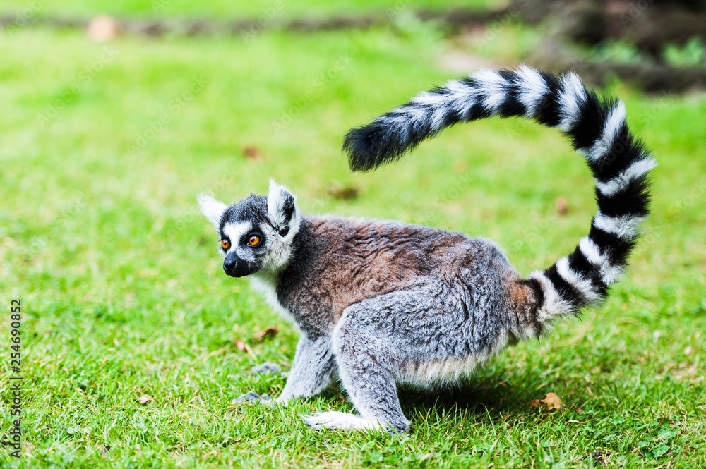 Fototapeta premium A Ring Tailed Lemur