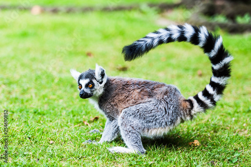 A Ring Tailed Lemur